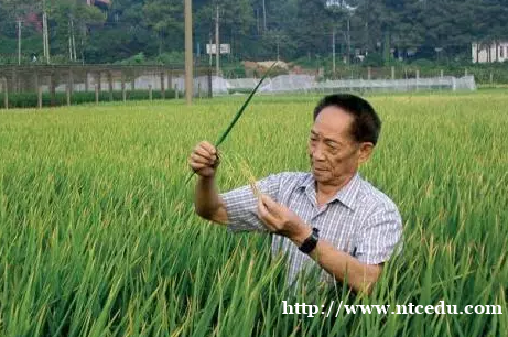 雜交水稻創(chuàng)紀(jì)錄：袁隆平的世界夢