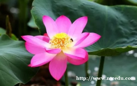 圓明園百年古蓮復(fù)活開花，百年的花開