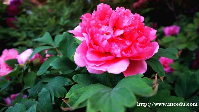 牡丹國花：不再是 “無花國”